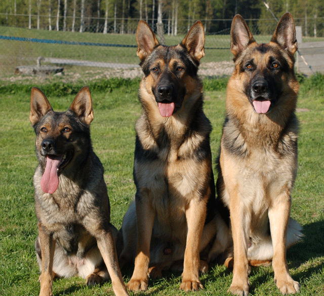 Iza, Ztark & Foxz