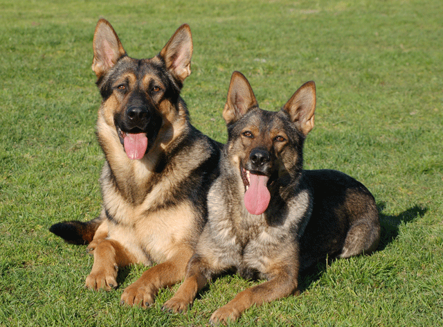 Spm Ztark & Iza